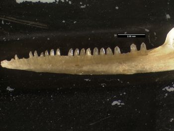 Media type: image;   Herpetology R-57488